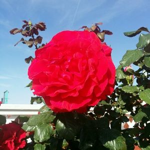 Meet your Posher, Nena